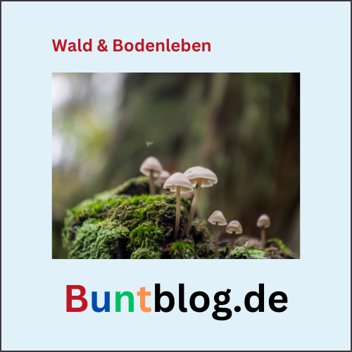 Wald & Bodenleben, Buntblog.de